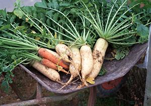 岡山の老舗弁当店「つるや」の魅力と店舗情報|地域に愛されるお弁当の逸品を徹底紹介